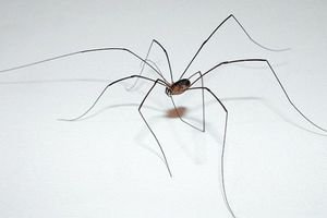 Сеноко́сцы (лат. Opiliones, =Phalangida) — отряд членистоногих из класса паукообразных. На 2005 год насчитывалось более 6 300 видов сенокосцев, подразделяемых на 4 подотряда. Самый большой подотряд — Laniatores — насчитывает свыше 4 000 видов. На территории европейской части России встречается более 60 видов. Простонародное название сенокосцев — косиножки.