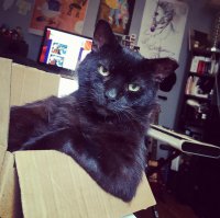 Сколько котанов!!!!!!! А этот просто умора! Взглядец!