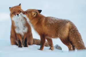 ой, не нужны мне Ваши целования
