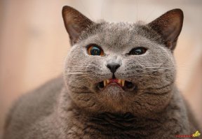 Как же меня бесит, когда я вижу анекдоты, слышанные мной в глубокой молодости, оформленные таким образом - в виде СМС