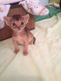 скажите ей что она не достойна жизни....