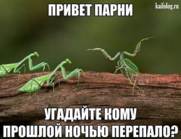 Вы знаете, что САМКА БОГОМОЛА ЧАСТО ПОЖИРАЕТ МОЗГ САМЦА ВО ВРЕМЯ СПАРИВАНИЯ