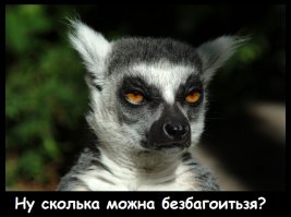  Животные в шоке
