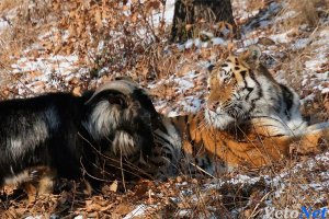... тигр Амур и козел :) Амур скорее папа