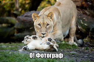 25 моментов, когда животные-родители повели себя совсем как люди
