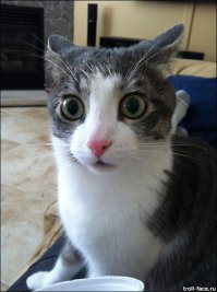 А как же кот "А что если"?