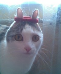 А как же кот "А что если"?