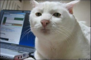 10 животных, о популярности которых можно только мечтать