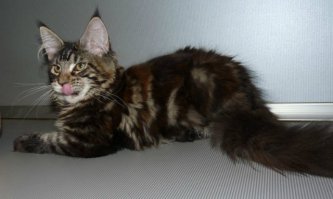 наша малявка_) тут ей 3 месяца