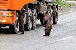 Киса, талант к попрошайничеству в вас заложен с детства!