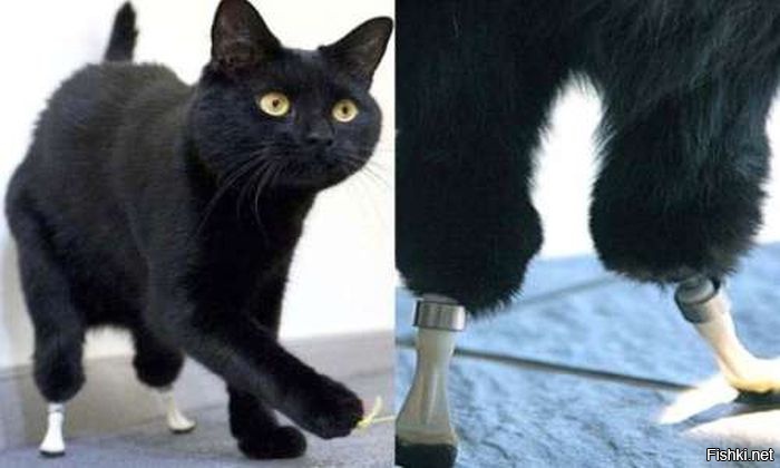 Кошки без задней лапы. Бионический кот Оскар. Протезы для кошек. Кот с протезами.