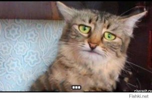 10 животных, о популярности которых можно только мечтать