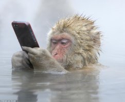 7 самых впечатляющих проявлений интеллекта у животных