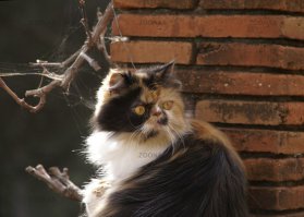 От паутины чердачно-подвальной кошки пушистости прибавляют:)