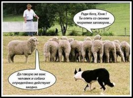 Самые трудолюбивые собаки мира