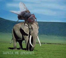 От кого могут защитить эти подвесные сооружения?