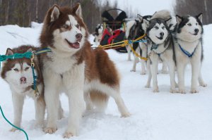 Автор, а как же ты этих забыл. Ни одна собака кроме них такой темп не выдержит.