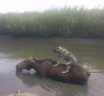 Верховые собаки. :)
