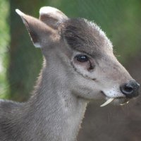 Даже не знала,что бывают олени с клыками  они так смешно из за них выглядят
