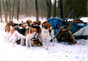 ... самые трудолюбивые собаки - ГОНЧИЕ!!!!!! Бывало 3 часа не могли снять собаку со следа, приезжали когда стемнеет :) 
Они может не самые умные, но точно самые азартные и выносливые!!!!