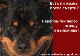 "Ахтунг! Злюкен собакен. Яйцен клац-клац"