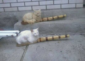 В Хогвардсе наплыв посетителей;)