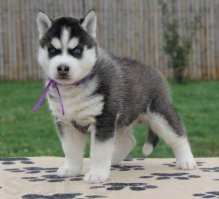 вот вырасту, я вам покажу...