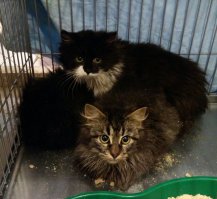 Еще одного поймал из этого же семейства :)