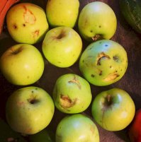 Незалэжная?