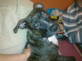 стафф - это такая собака