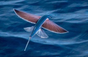 Сколько можно уже про эти фигурки инков. Это ЛЕТУЧАЯ рыба. в те времена она наверно была в другом эволюционном виде.