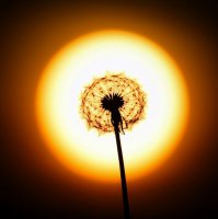 Живая природа Алана Маккензи (Alan Mckenzie)