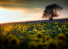 Живая природа Алана Маккензи (Alan Mckenzie)