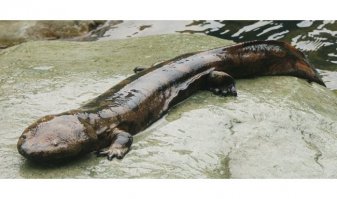 Редчайшую 200-летнюю исполинскую саламандру обнаружили в Китае