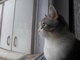 Котики всегда шикарны!