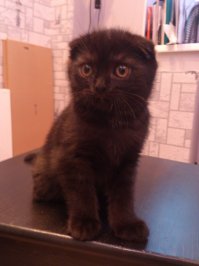 Вафелька (войлочная игрушка, hand-made)