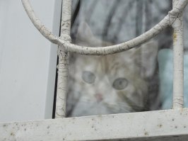 А вот мой котозай смотрит как мама пошла гулять с собакой