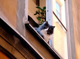 Сидя у окошка: пронзительные фото грустных кошек, ждущих возвращения хозяев