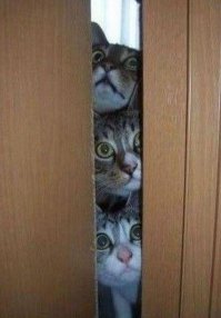 Да, конечно! Ждут они... За птицами и другими кошками наблюдают. А ждут сразу у двери.