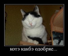Эпические коты