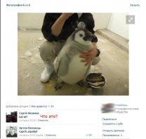 Комментарии фишкян на фишках 