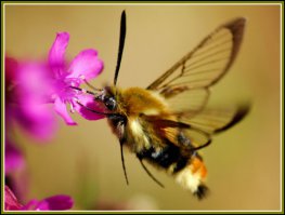 Не, автор и перепостер не шарят, ты видел бражника, я тоже много лет был уверен, что видел колибри и мне никто не верил )) на первой фотке бражник, а вот на второй шмелевидка.