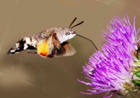 Не, автор и перепостер не шарят, ты видел бражника, я тоже много лет был уверен, что видел колибри и мне никто не верил )) на первой фотке бражник, а вот на второй шмелевидка.