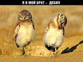 Почему собаки наклоняют голову, когда мы с ними разговариваем? (5 фото + 1 видео)