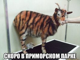 Беспредельщик