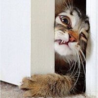 А нам и приносить не надо, они сами приходят на пайку.