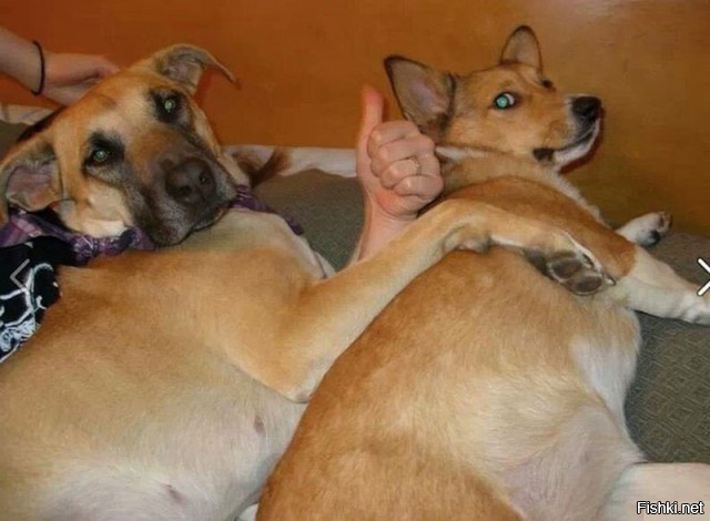 45 фотографий, доказывающих, что собаки любят нас бескорыстно 
