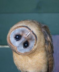 Почему собаки наклоняют голову, когда мы с ними разговариваем? (5 фото + 1 видео)