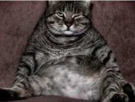 "А нас и здесь не плохо кормят"