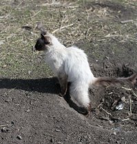 Пронесло котееек с той рыбы